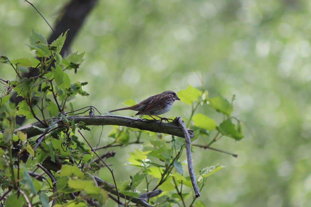 Song Sparrow - Cory Ruchlin