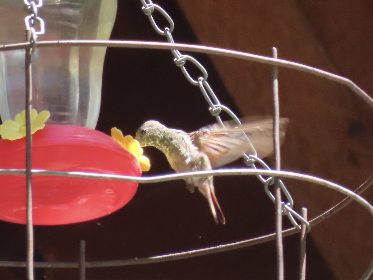 Berylline Hummingbird - Kyan Russell