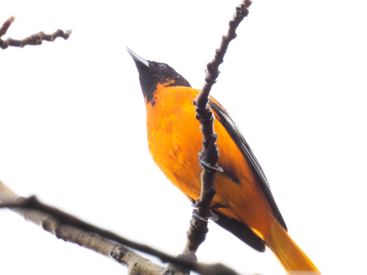 Baltimore Oriole - ML619362817