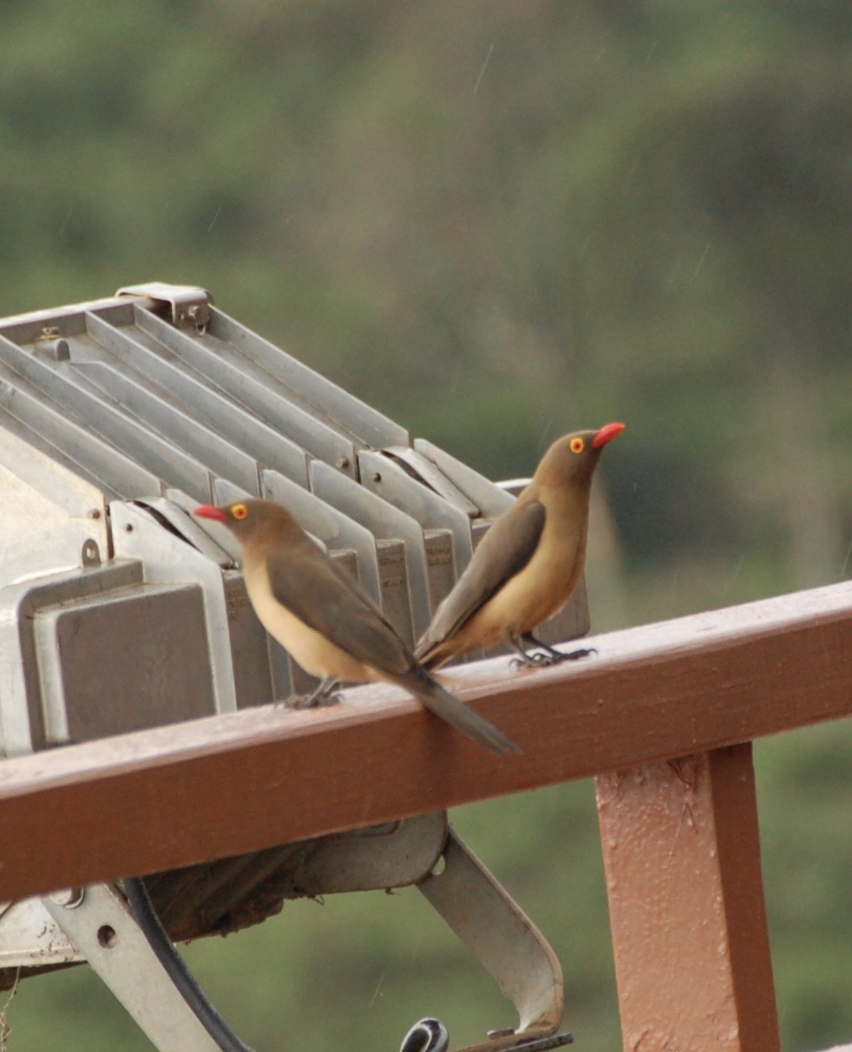 Red-billed Oxpecker - ML619362827