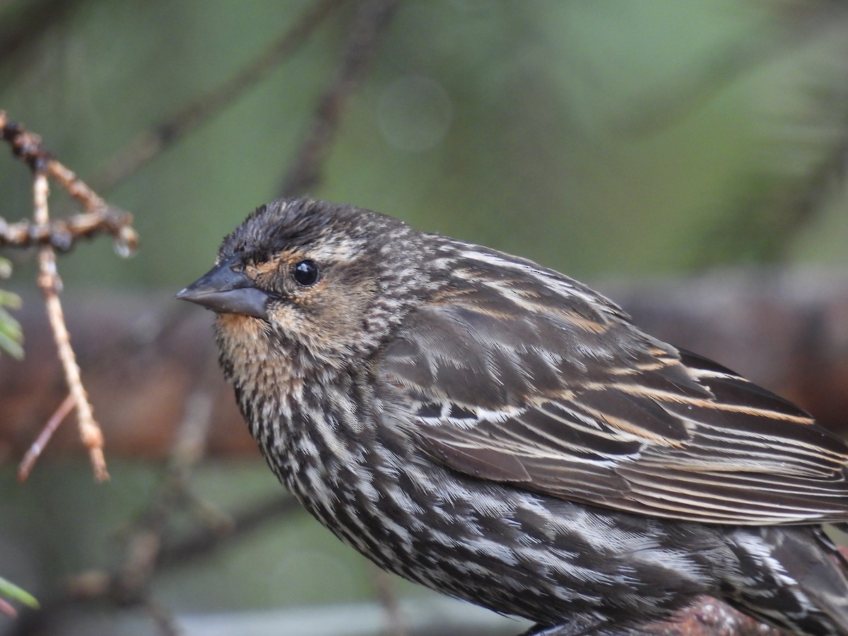 Red-winged Blackbird - Pam Hawkes