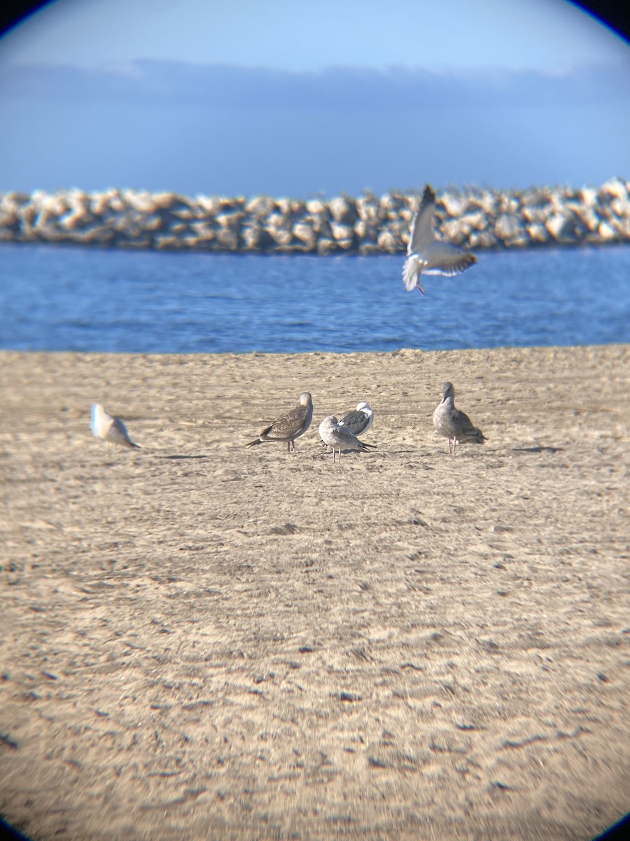 Western Gull - Tori R.