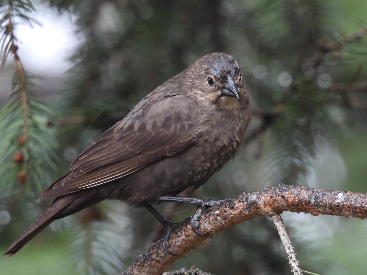 Brown-headed Cowbird - Pam Hawkes