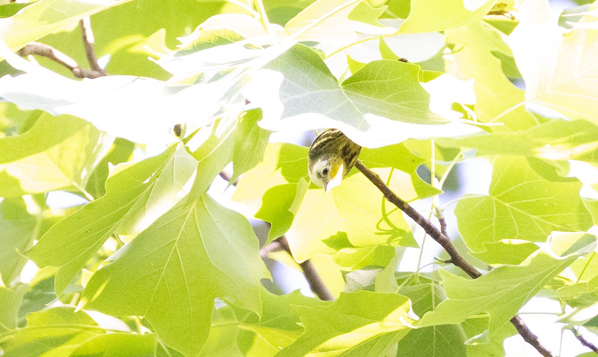 Chestnut-sided Warbler - ML619362868