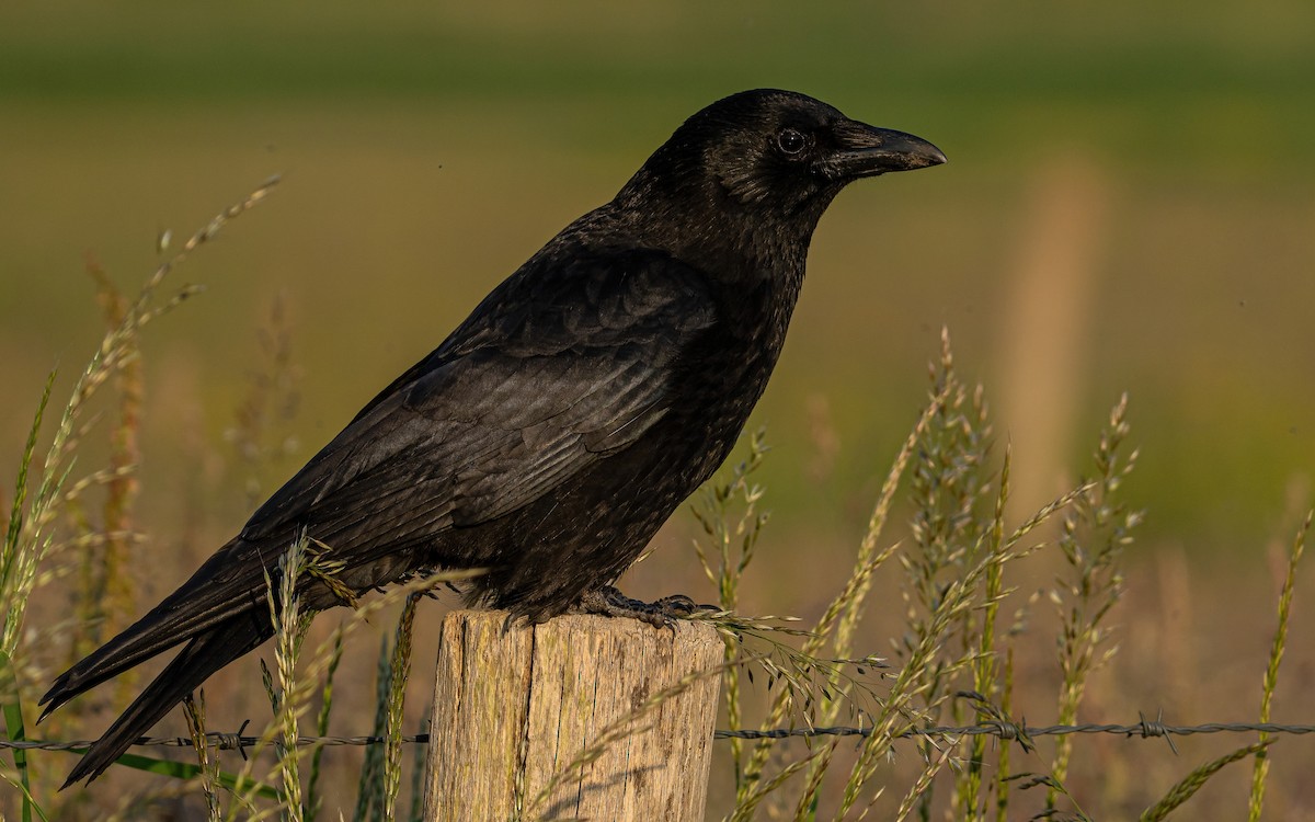 Carrion Crow (Western) - ML619362889