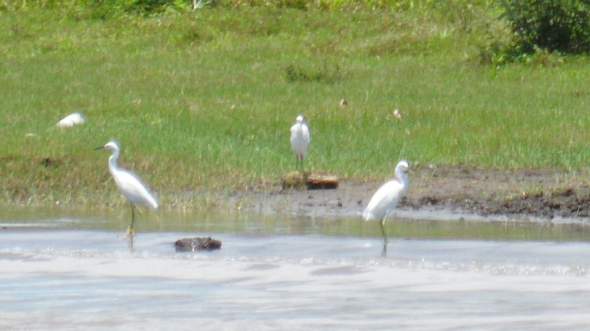 Snowy Egret - ML619362891