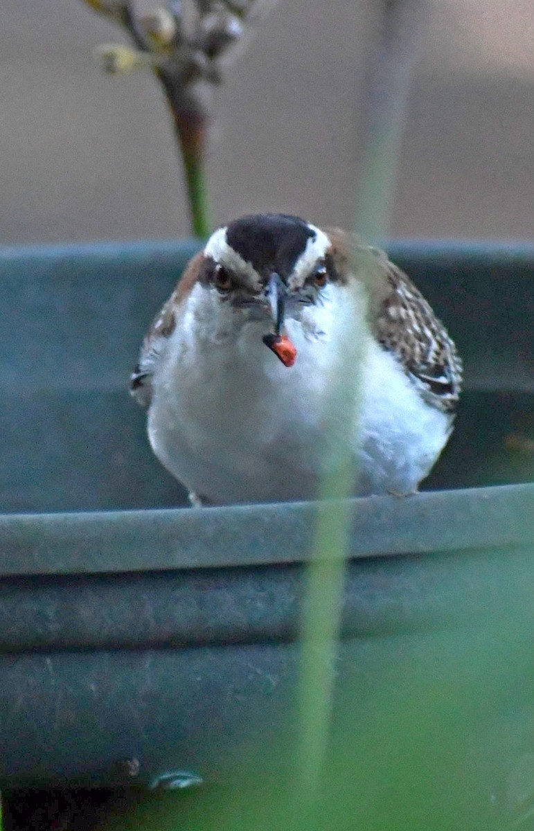 Rufous-naped Wren - Edward Clark