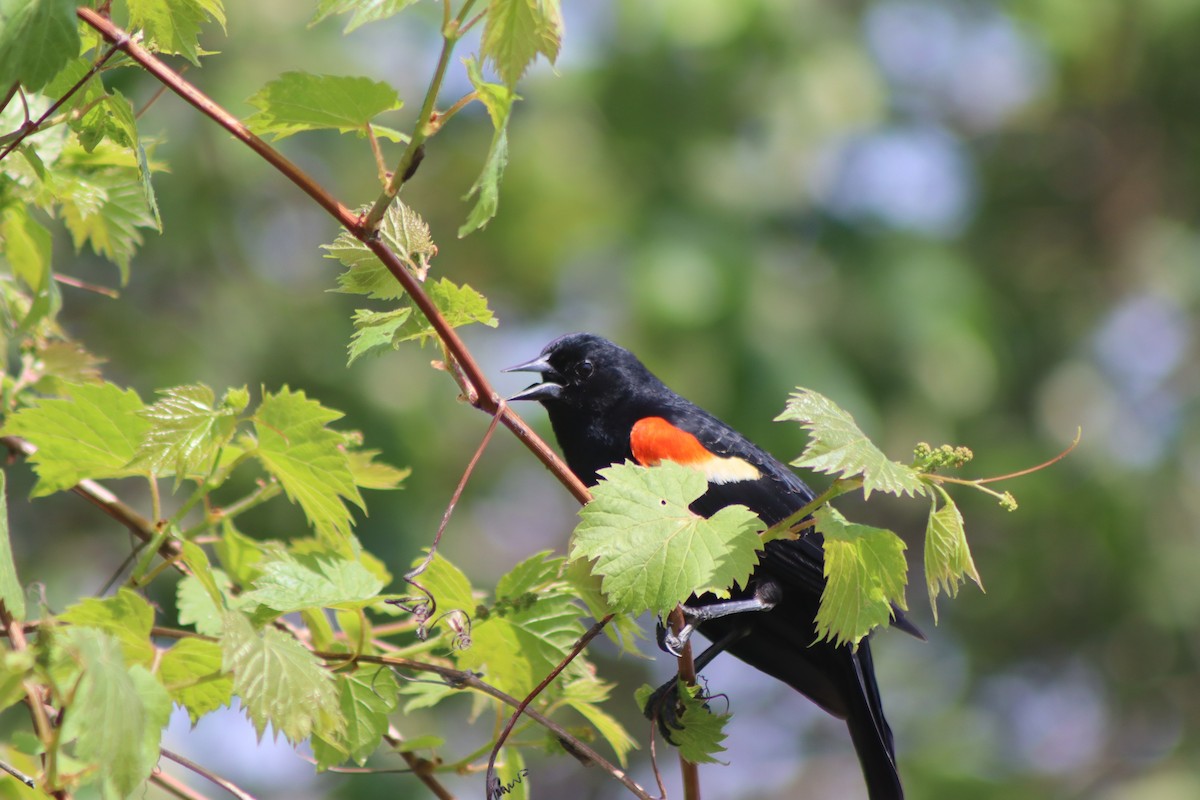 Red-winged Blackbird - Cory Ruchlin