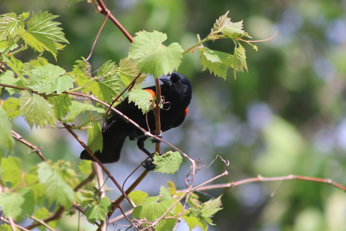 Red-winged Blackbird - Cory Ruchlin