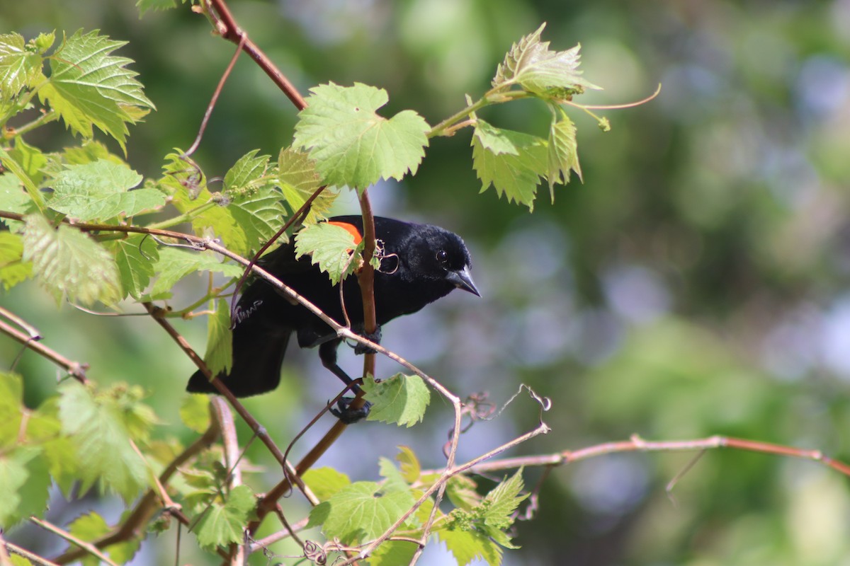 Red-winged Blackbird - Cory Ruchlin