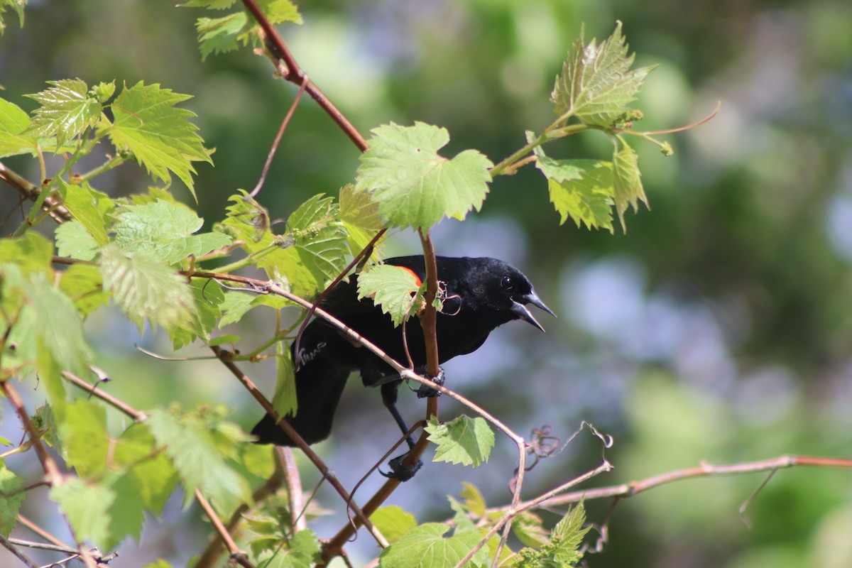 Red-winged Blackbird - Cory Ruchlin