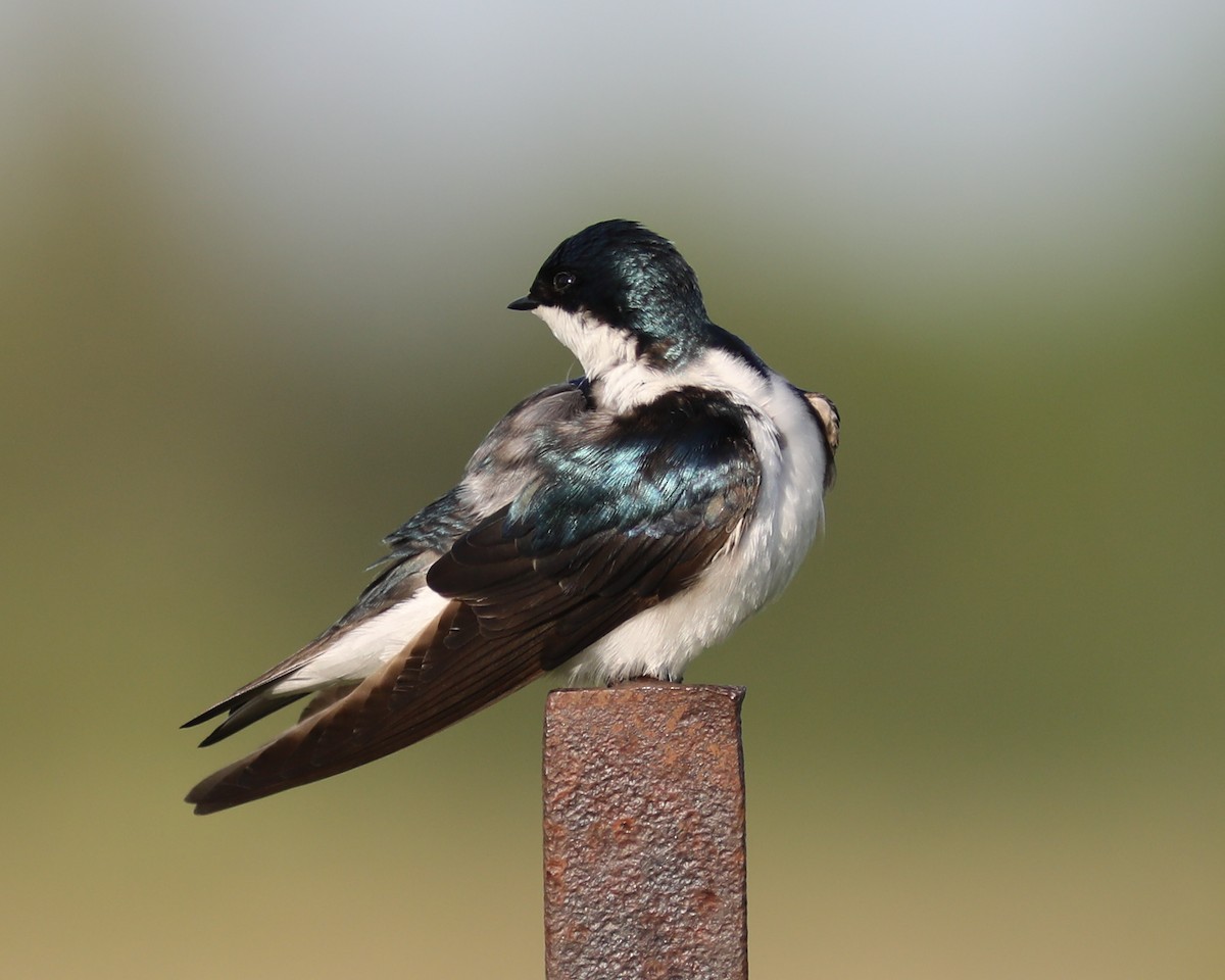 Tree Swallow - Rick Lauzon