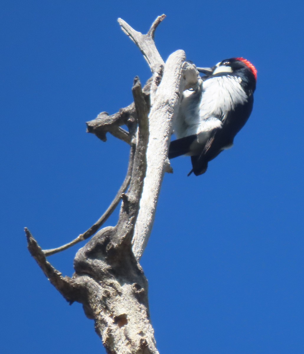 Acorn Woodpecker - ML619362939