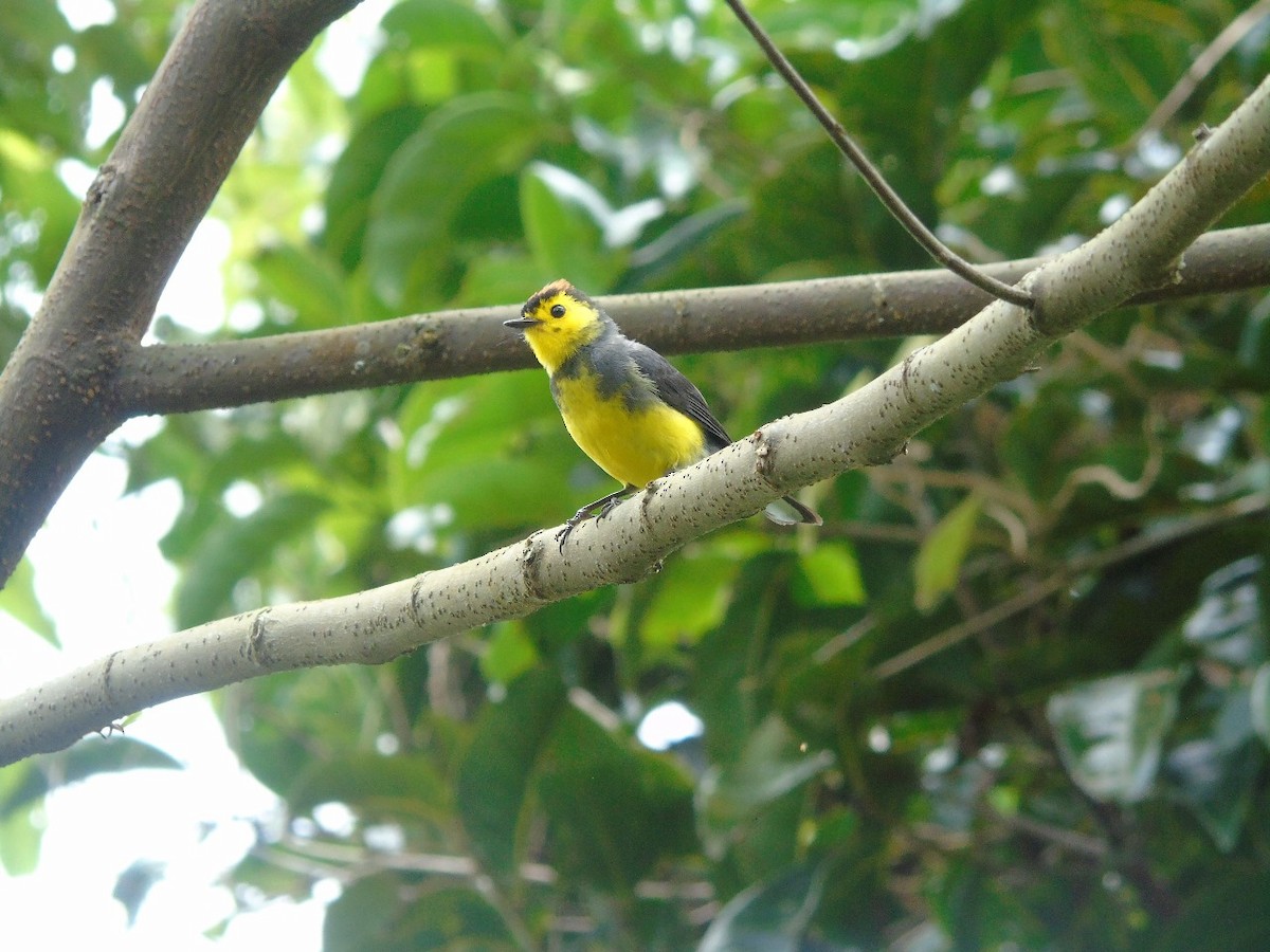 Collared Redstart - Leonel Palma