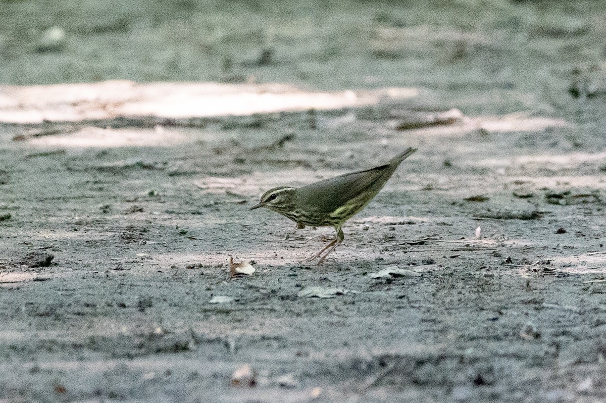 Northern Waterthrush - Gabrielle Harper