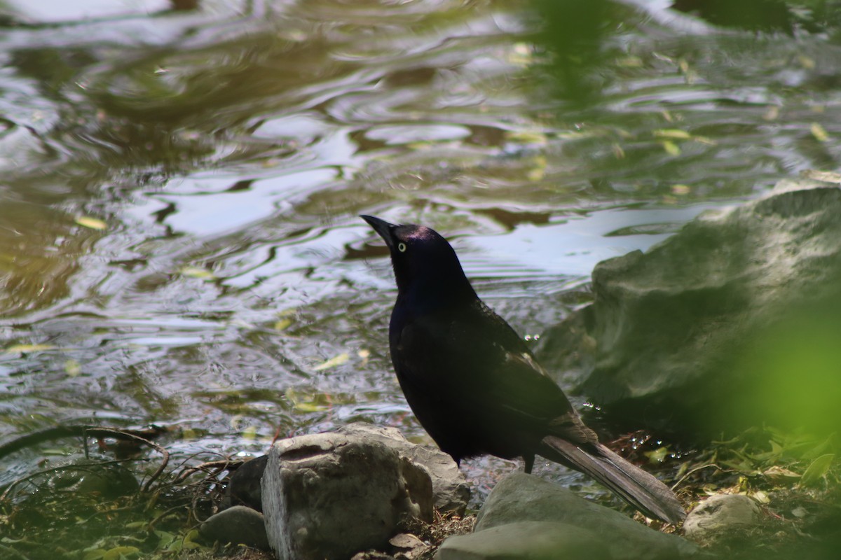 Common Grackle - Cory Ruchlin