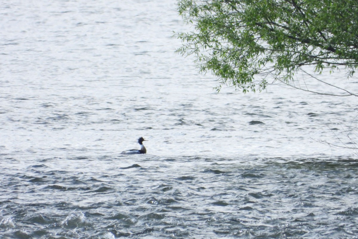 Red-breasted Merganser - ML619362964