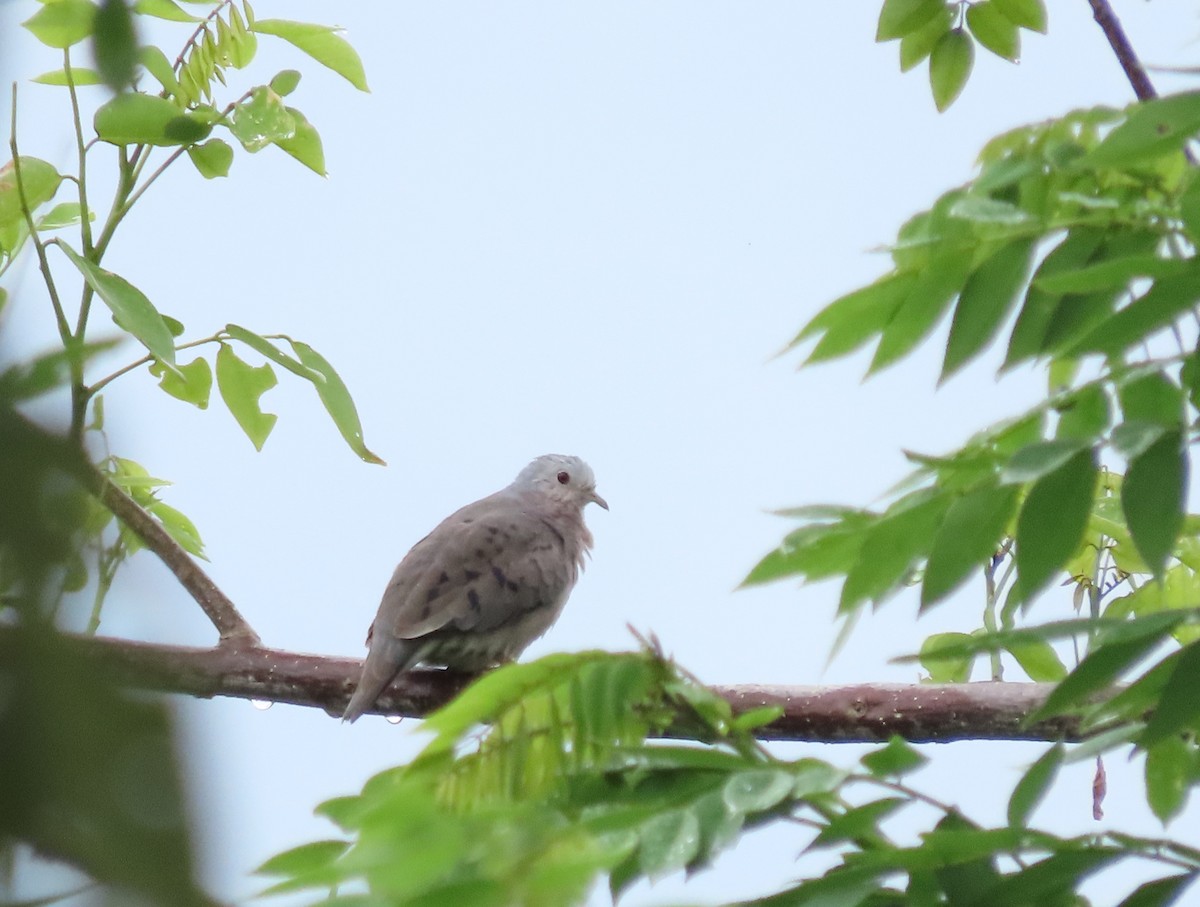 Plain-breasted Ground Dove - Alejandro Williams Viveros