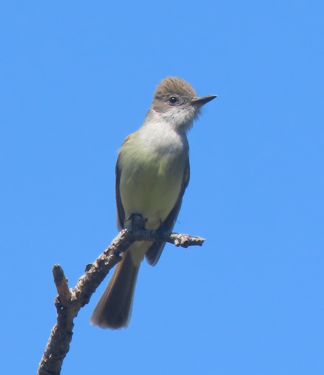 Dusky-capped Flycatcher - Elaine Wagner