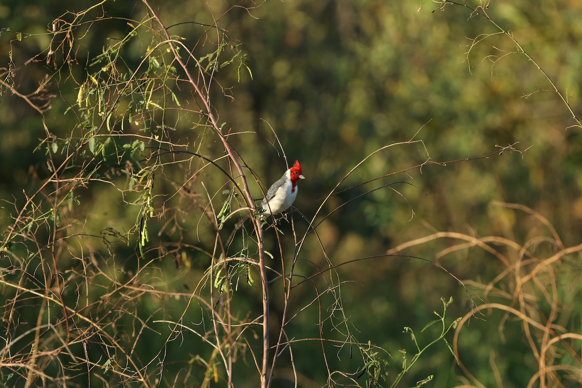 Red-crested Cardinal - Adriano Canteri
