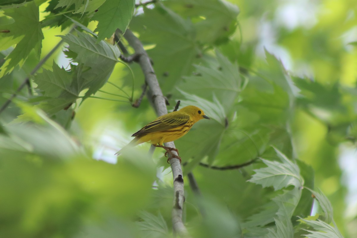 Yellow Warbler - Cory Ruchlin
