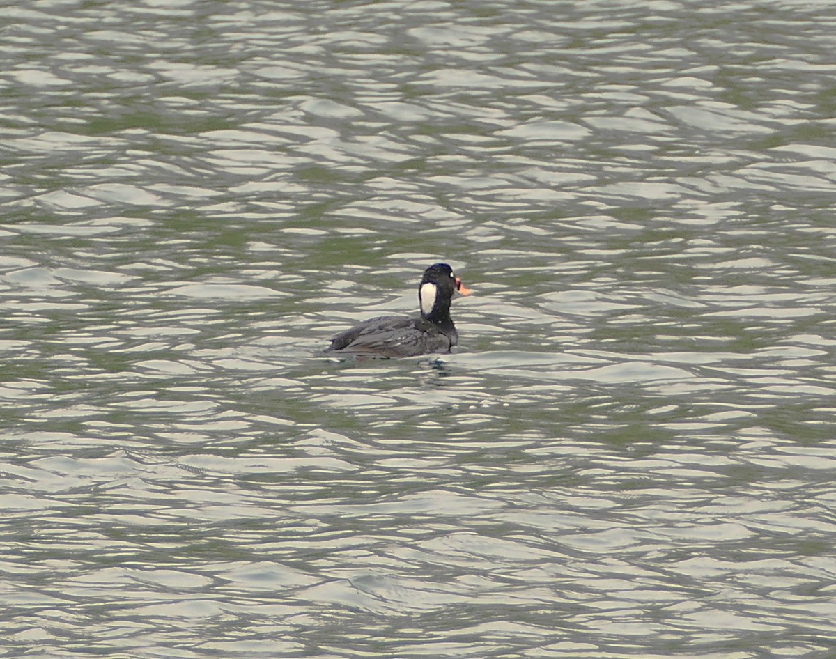 Surf Scoter - Sheila Skay