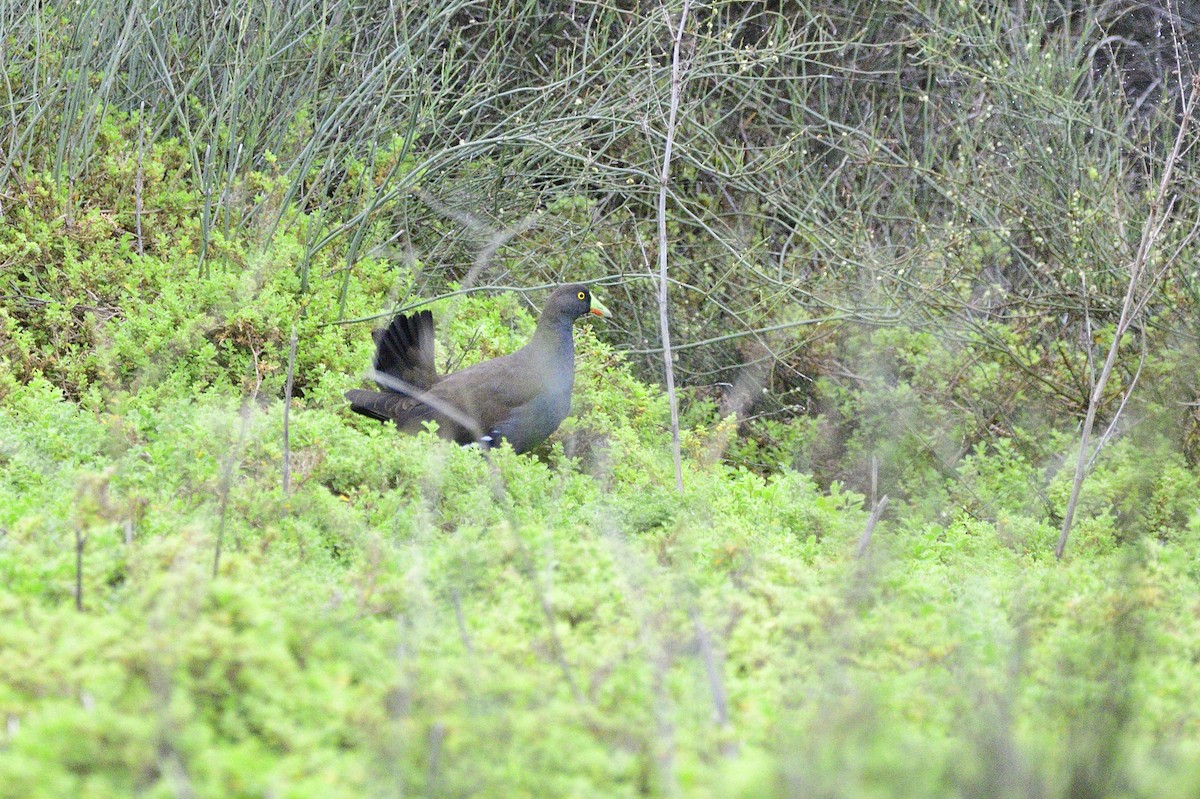 Black-tailed Nativehen - ML619363006