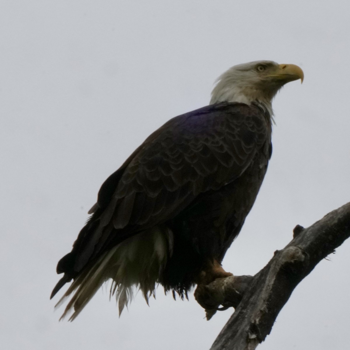 Bald Eagle - Charlene Fan