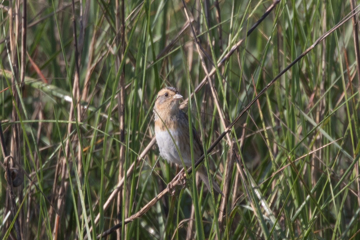 Nelson's Sparrow - Nancy Davis