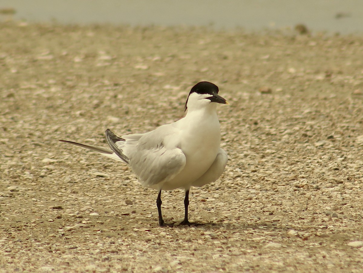 Sandwich Tern - Max Merrill