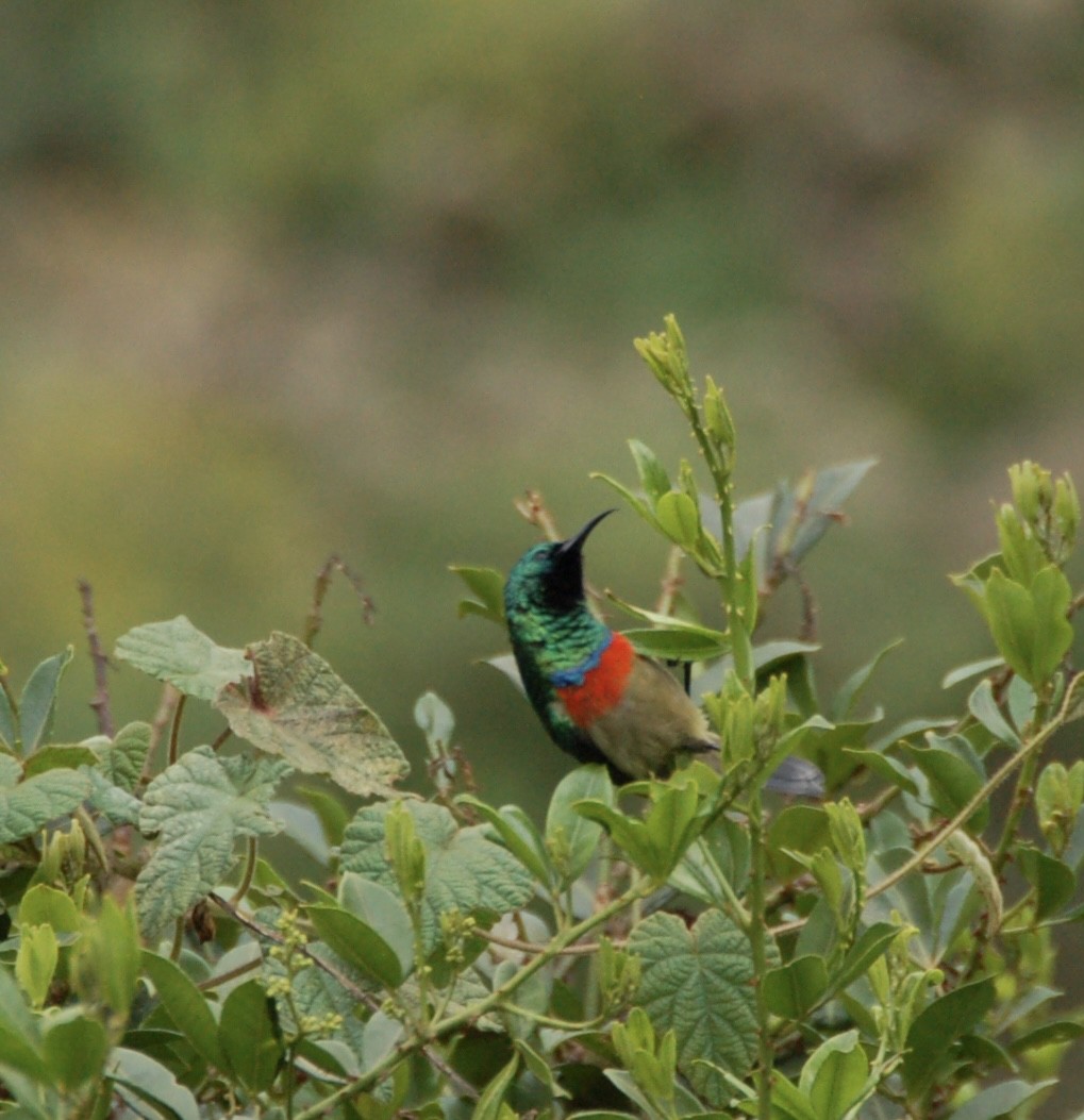 Eastern Double-collared Sunbird - Santiago Garcia Barahona