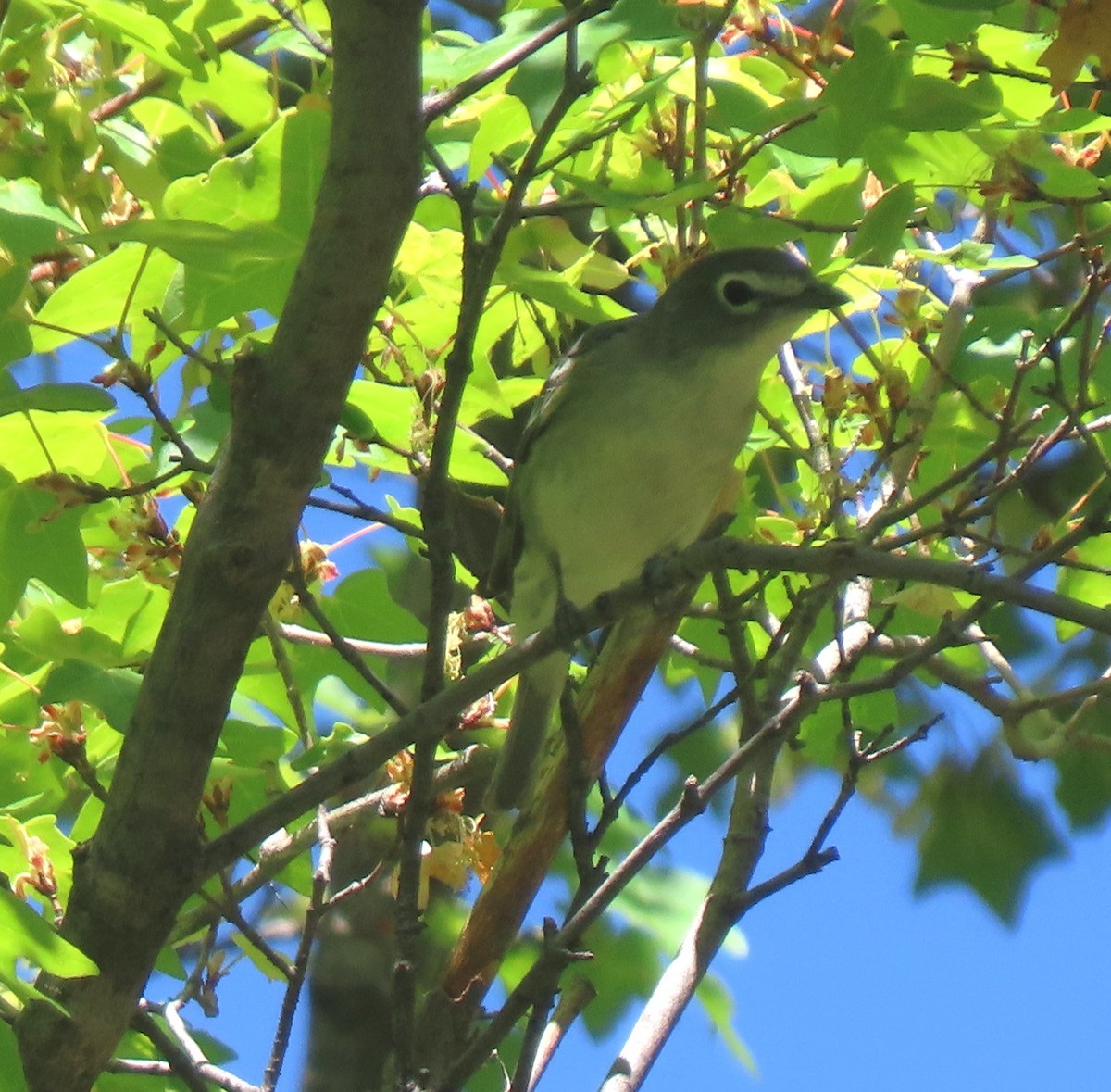 Cassin's Vireo - Elaine Wagner