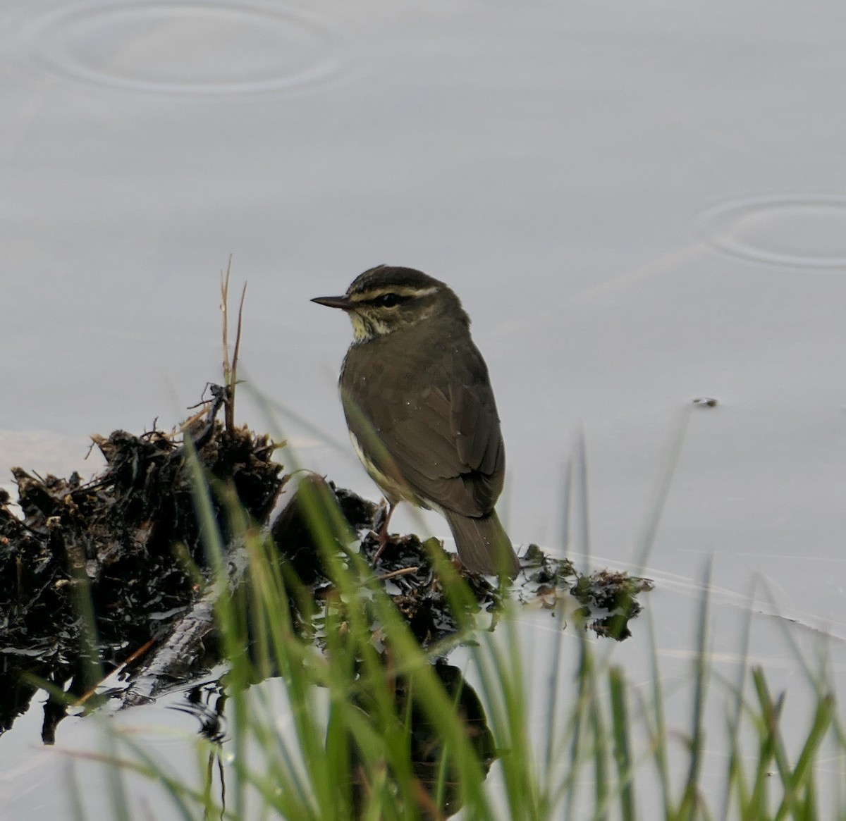 Northern Waterthrush - Jim St Laurent