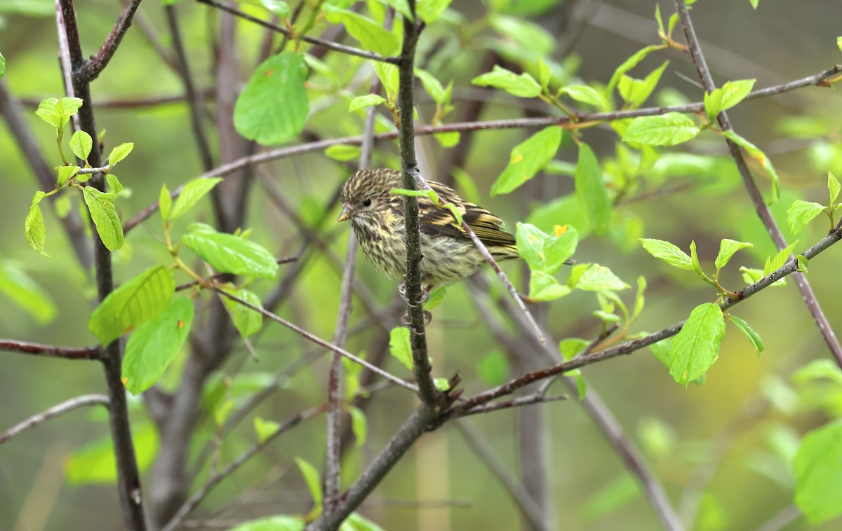 Pine Siskin - Marie Provost