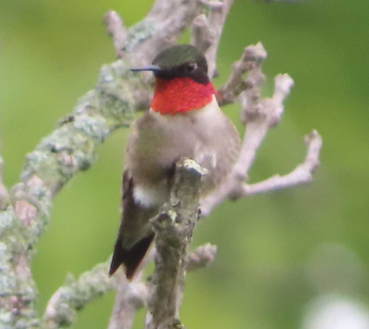 Ruby-throated Hummingbird - Dan Wiessner