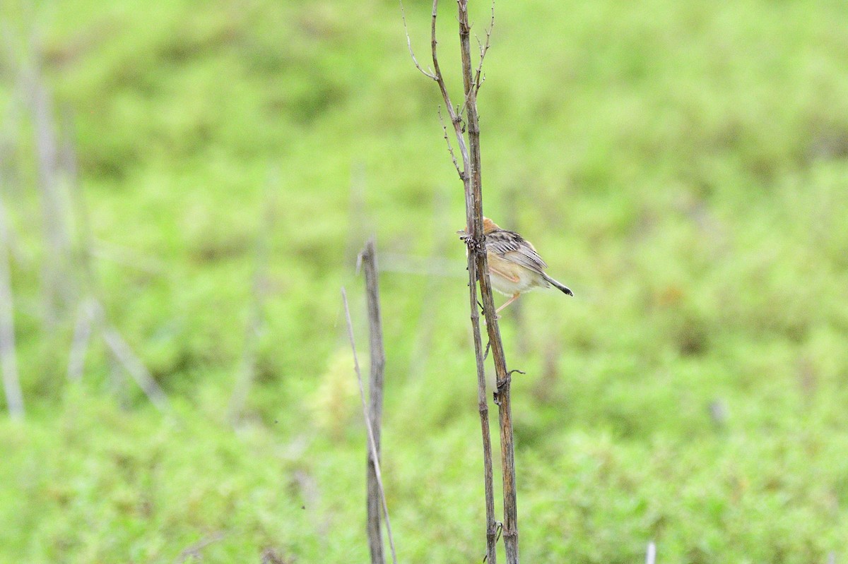 Golden-headed Cisticola - Ken Crawley