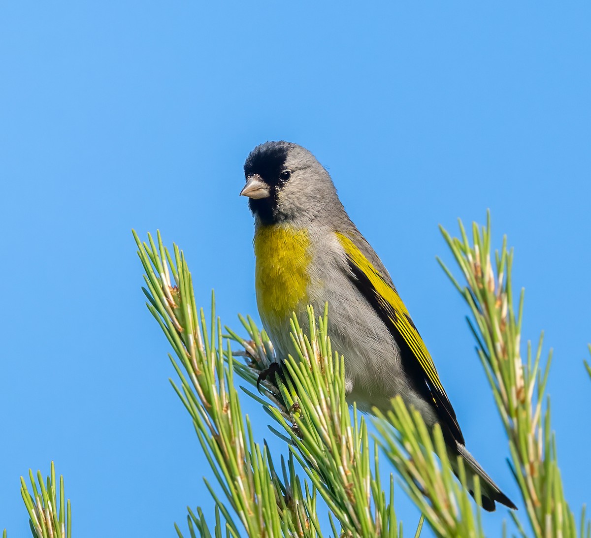 Lawrence's Goldfinch - Mel Senac