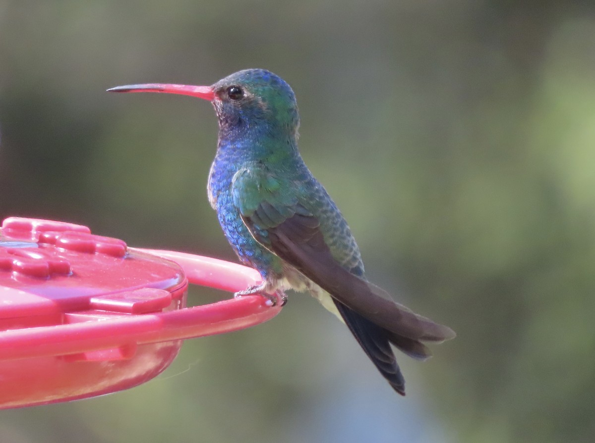 Broad-billed Hummingbird - Kyan Russell