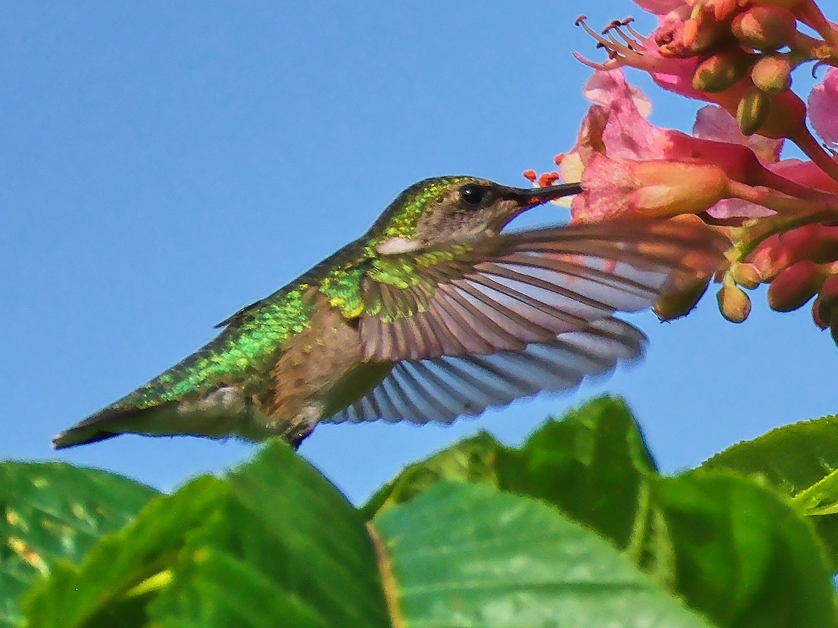 Ruby-throated Hummingbird - ML619363081