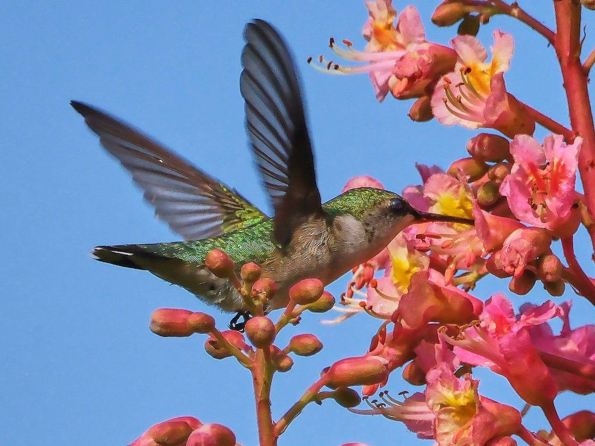 Ruby-throated Hummingbird - ML619363084