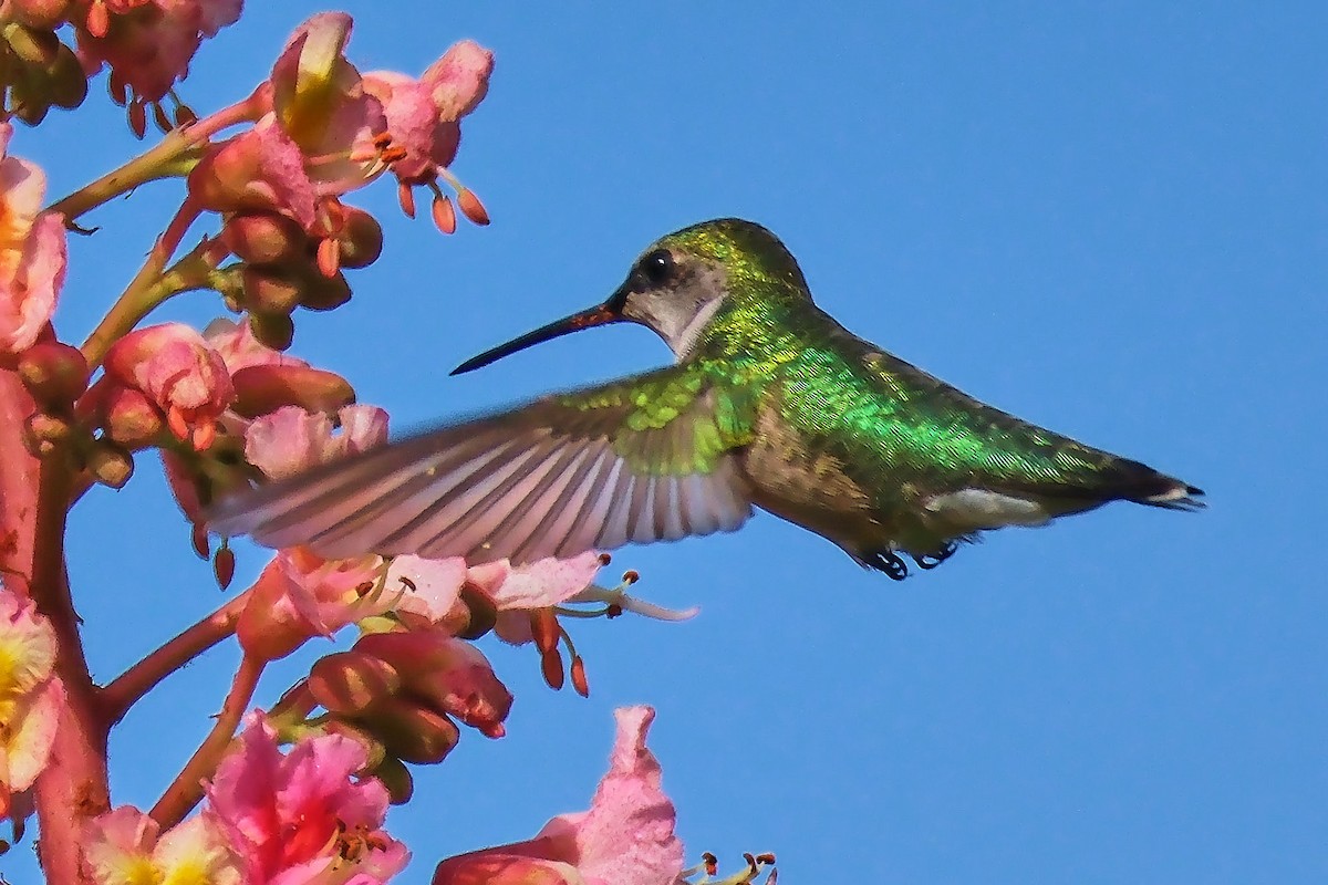 Ruby-throated Hummingbird - ML619363085