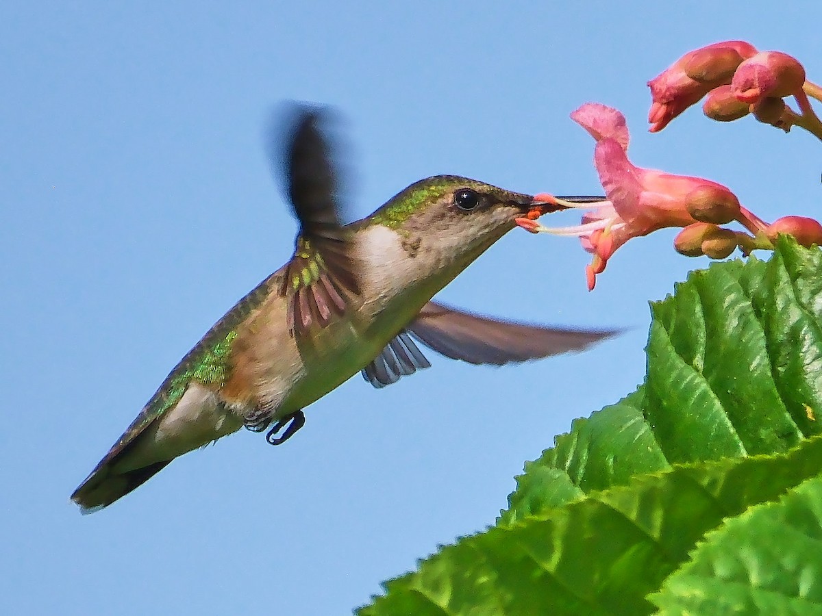 Ruby-throated Hummingbird - ML619363086