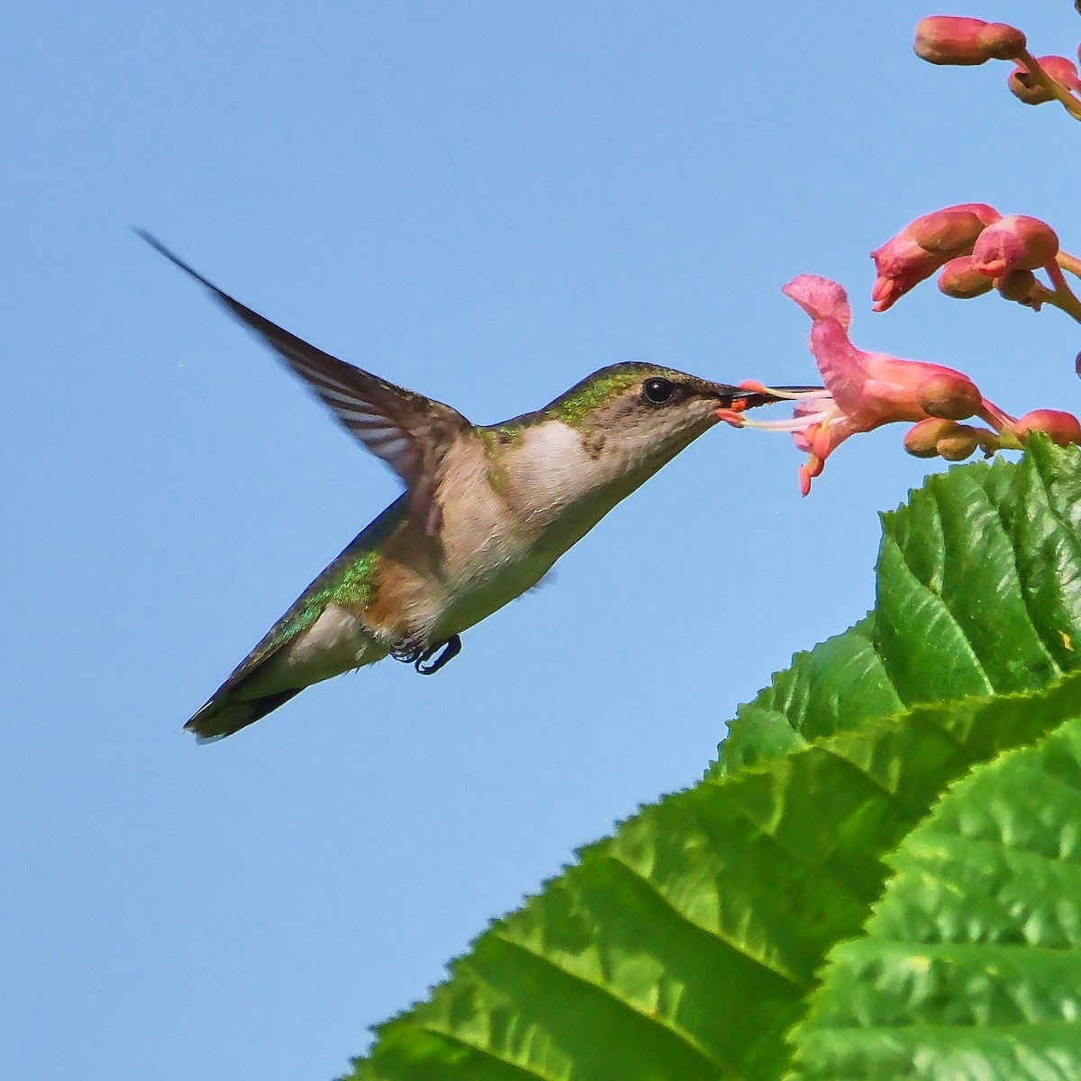 Ruby-throated Hummingbird - ML619363088