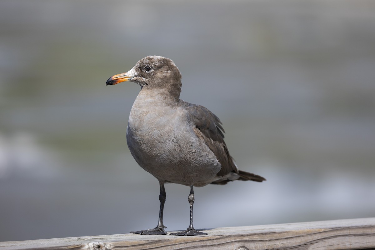 Heermann's Gull - Braden Kirkby