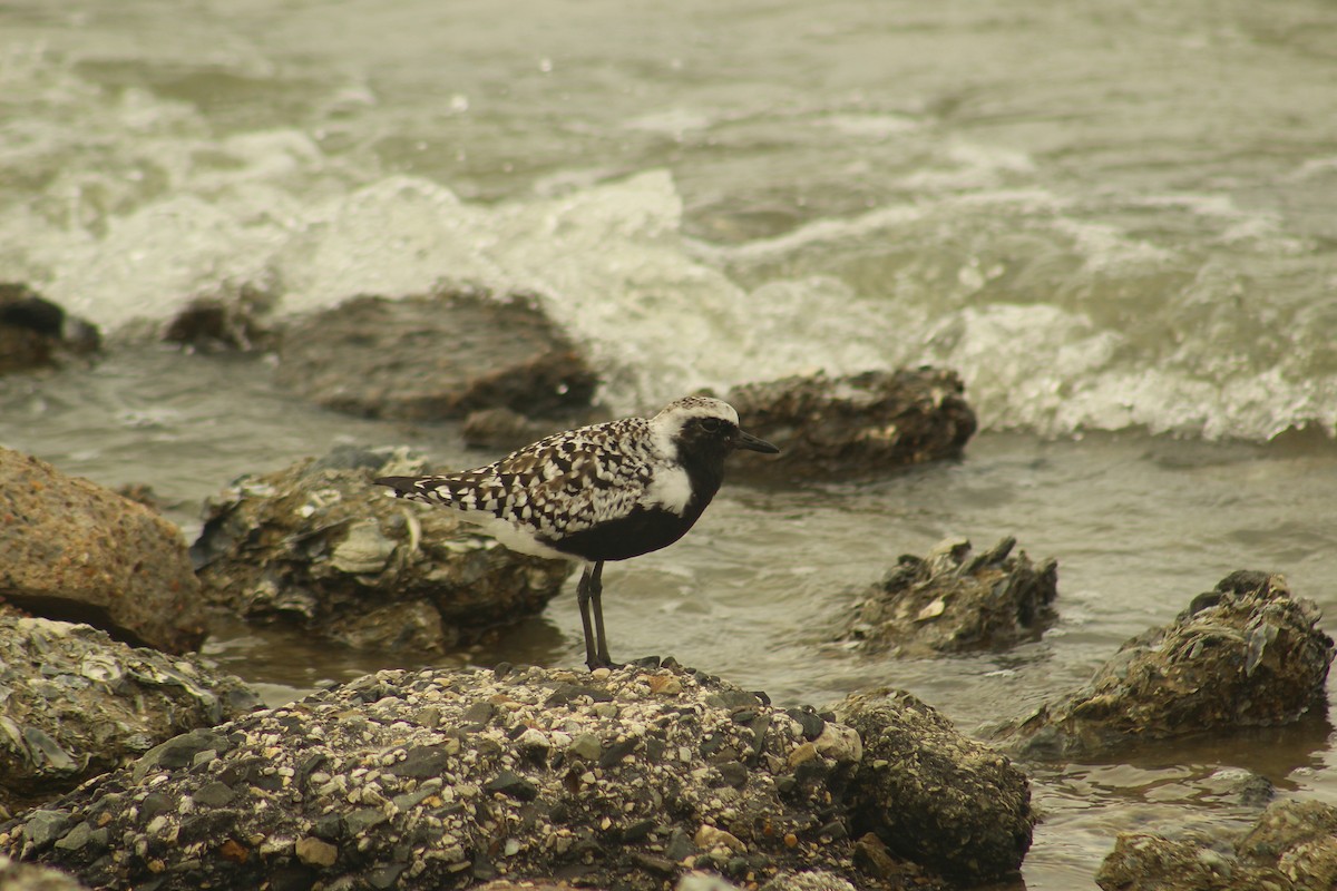 Black-bellied Plover - Max Merrill