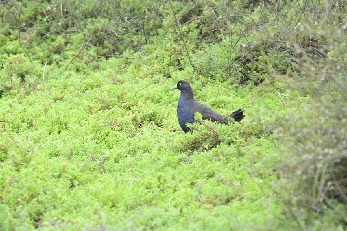 Black-tailed Nativehen - Ken Crawley