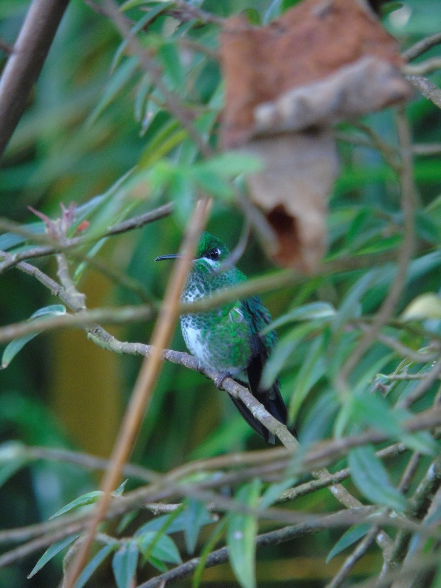 Green-crowned Brilliant - Leonel Palma