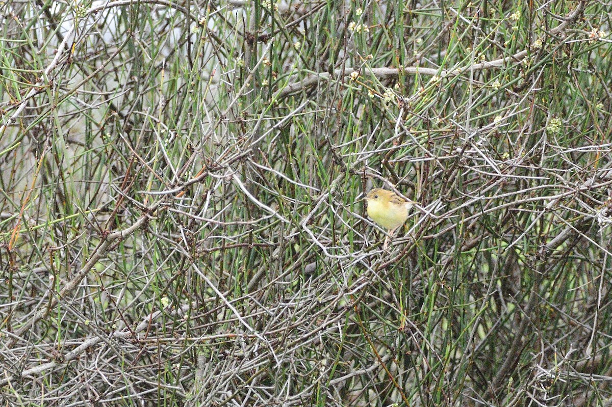 Golden-headed Cisticola - Ken Crawley