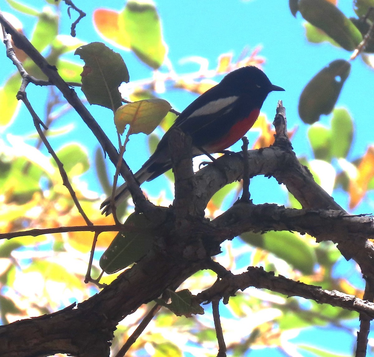 Painted Redstart - Elaine Wagner