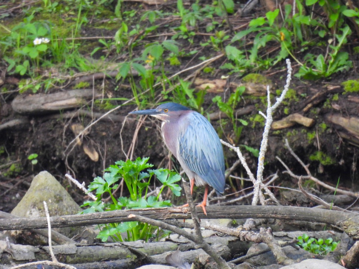 Green Heron - Jay Solanki